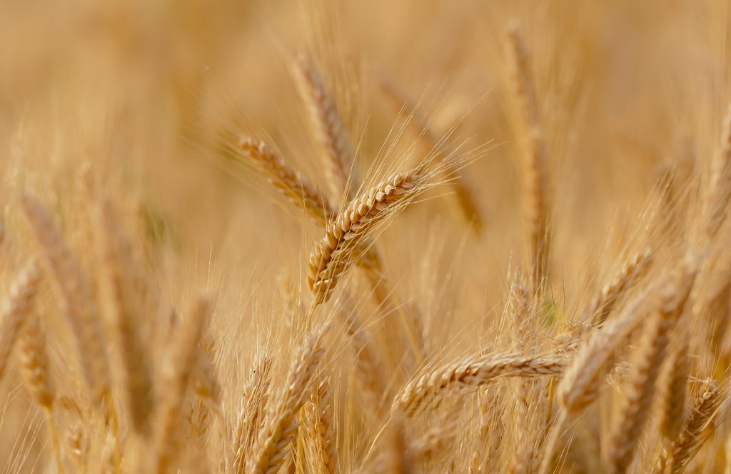 Zboże
