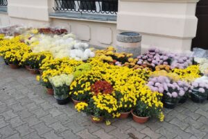 Kwiaty pozyskane przez Stowarzyszenie "Dla Gminy Cedynia"