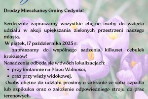 Cedynia rozkwita krokusami – zapraszamy do wspólnego sadzenia!